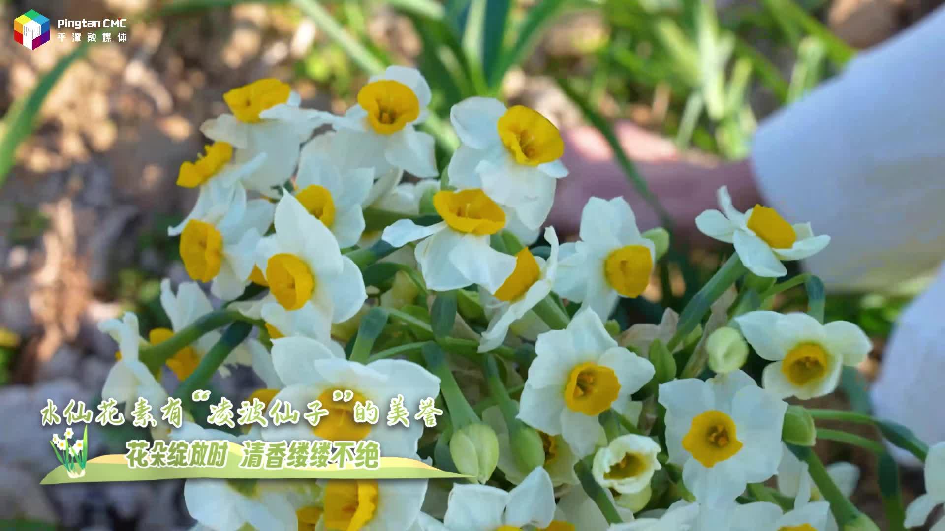 1月14日9:00點(diǎn)，把“凌波仙子”帶回家！